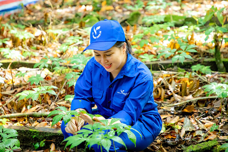 Vườn Sâm Ngọc Linh của Vinapharma - Group