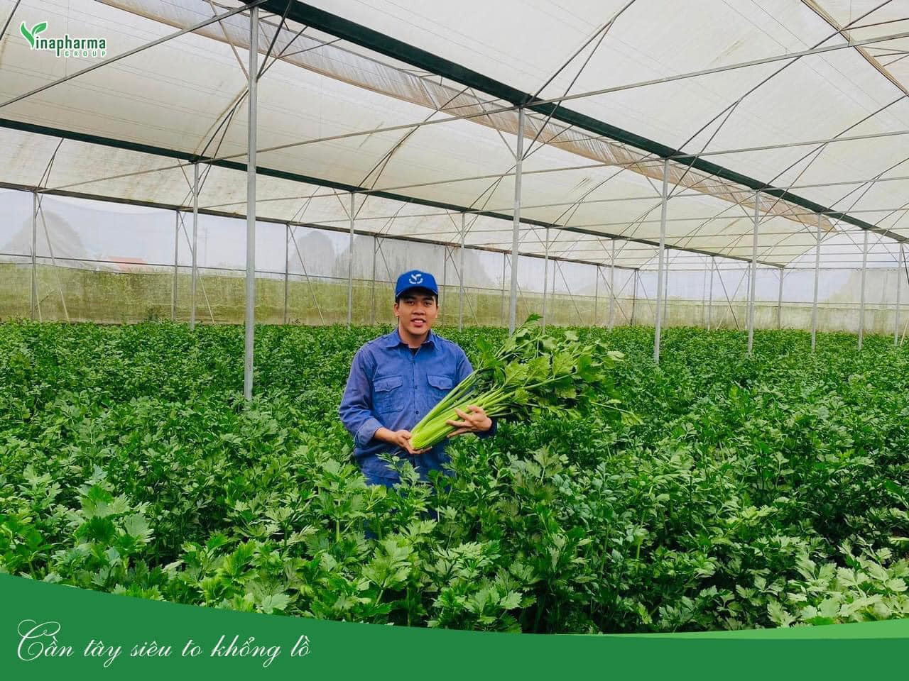 Vinapharma Group: Hành trình tạo nên cây cần tây đạt tiêu chuẩn hữu cơ trồng theo công nghệ cao Irasel 2 unnamed 1