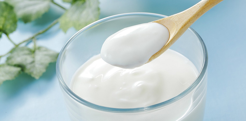 Lợi khuẩn trong sữa chua có thể tối ưu chức năng hoạt động của hệ tiêu hóa