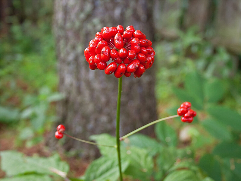 Hoa của Sâm Ngọc Linh có màu đỏ khi chín